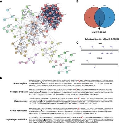 Frontiers | PRDX6: A Protein Bridging S-palmitoylation And Diabetic ...